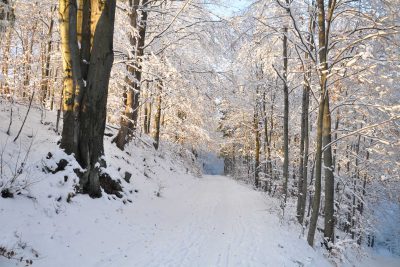 Romantischer Winterwald